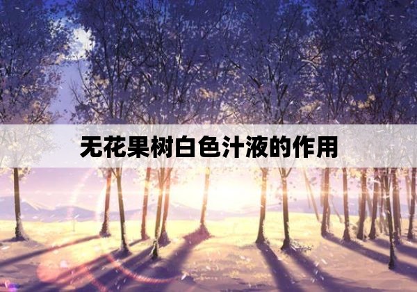 无花果树白色汁液的作用